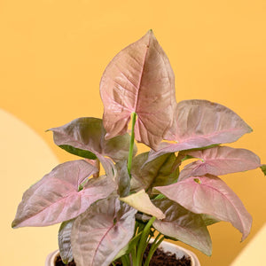Syngonium Pink For Mother's Day Gifting