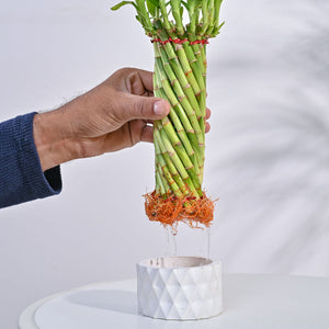 Lucky Wheel Bamboo Plant