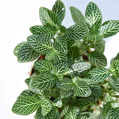 Fittonia Green Plant (Nerve Plant) For Environment Day Gifting