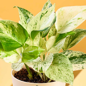 Money Plant Marble For Mother's Day Gifting