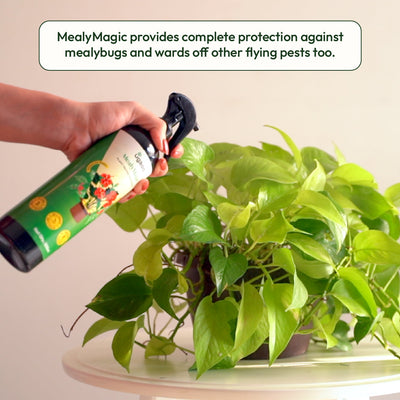 Mealybug Magic Spray for Plant Protection