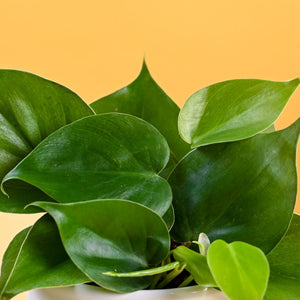 Philodendron Oxycardium Green Plant For Mother's Day Gifting