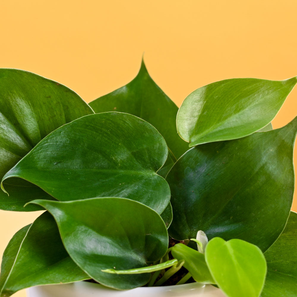 Philodendron Oxycardium Green Plant For Mother's Day Gifting