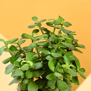 Jade Mini Plant For Mother's Day Gifting