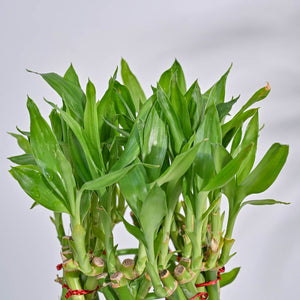Pineapple Lucky Bamboo Plant