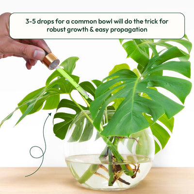 Lucky Bamboo Fertilizer