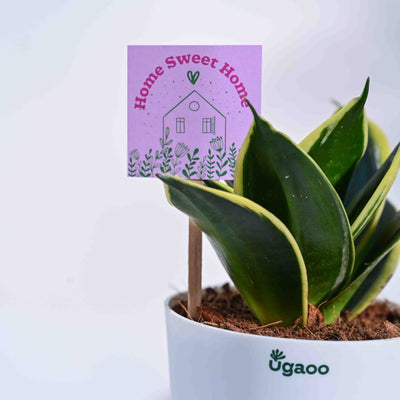 Snake Plant - Golden Hahnii Housewarming Gift Hamper