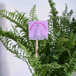 Fern Morpankhi Housewarming Gift Hamper