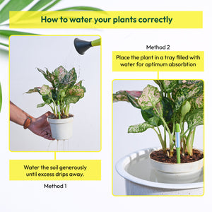 Sustee Watermeter (Set of 2)