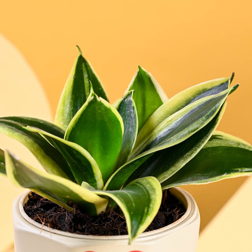 Snake Plant - Golden Hahnii For Mother's Day Gifting