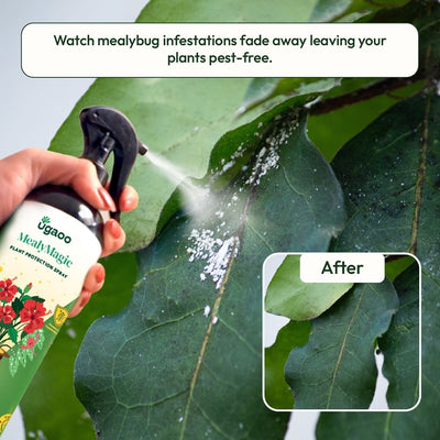 Mealybug Magic Spray for Plant Protection