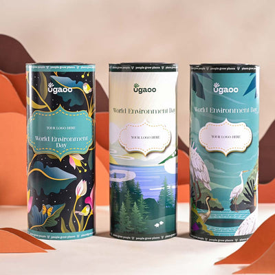 Syngonium Pink Plant For Environment Day Gifting