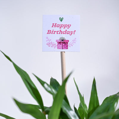 Lucky Bamboo Birthday Gift Hamper