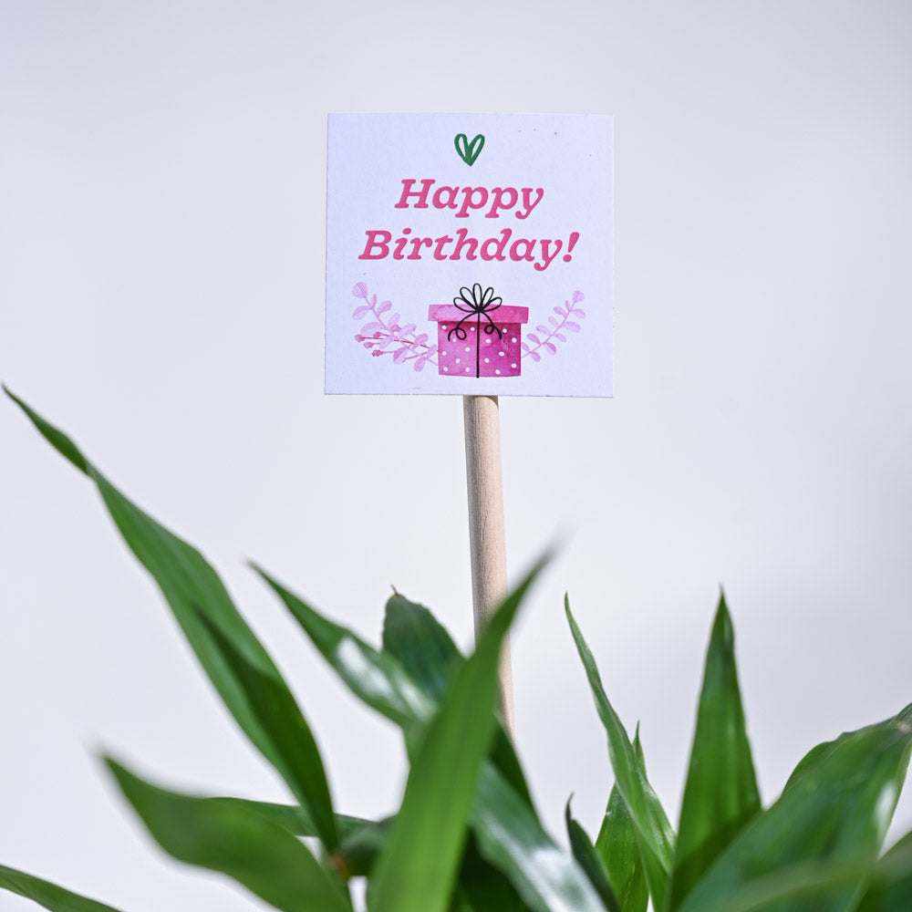 Lucky Bamboo Birthday Gift Hamper