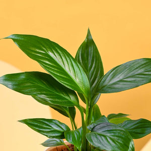 Peace Lily For Mother's Day Gifting