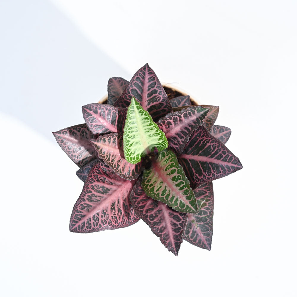 Euphorbia Francoisii Hybrid