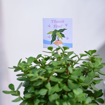 Jade Mini Thank you Gift Hamper