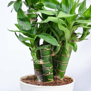 Lotus Lucky Bamboo 5 Sticks