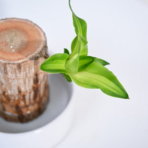 Brazilian Wood Plant