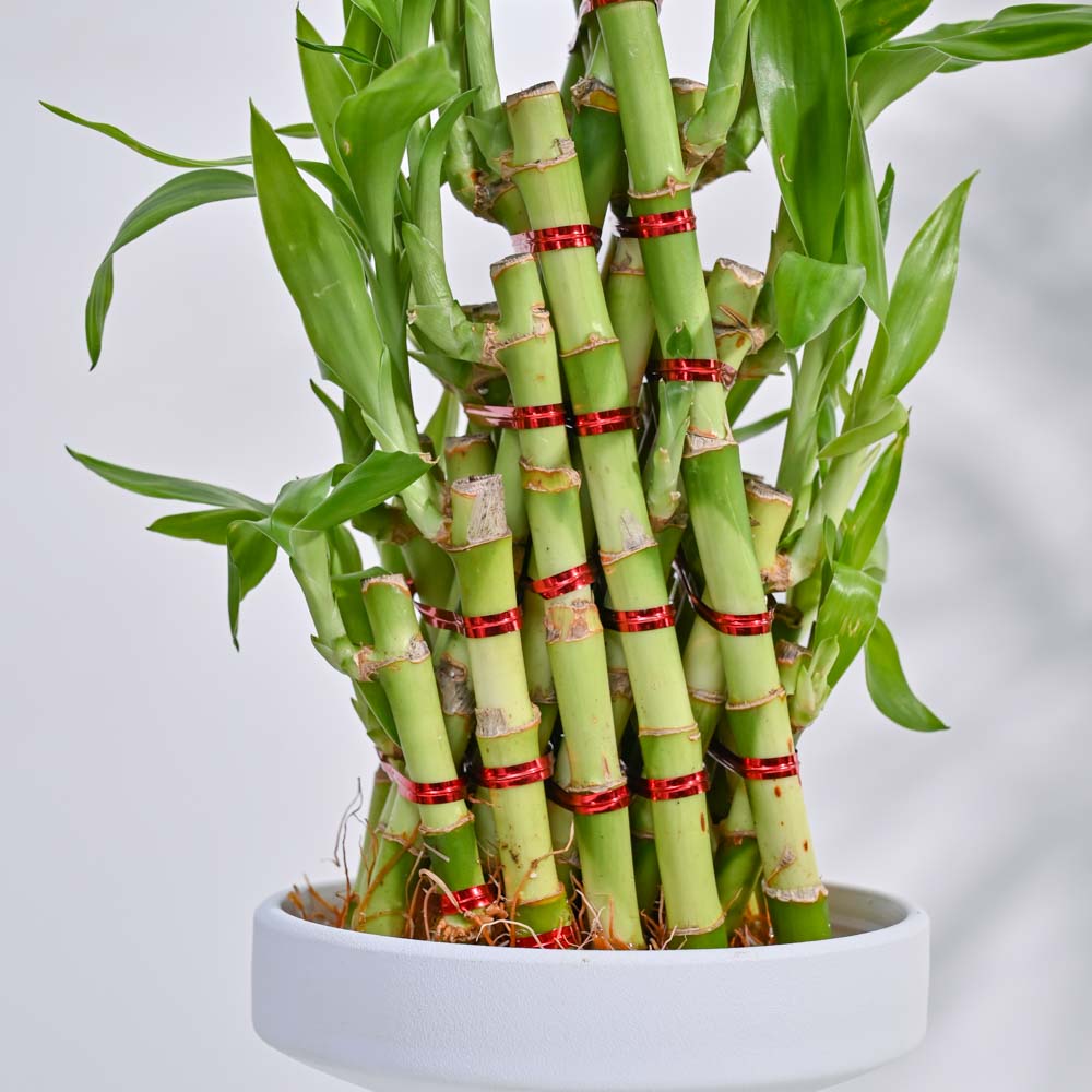 5 layer lucky bamboo plant Lucky Bamboo Plant- Pyramid 3 Layer / Lotus Bowl | Indoor