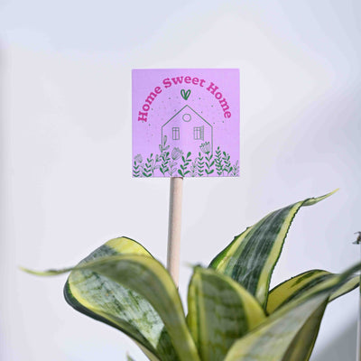 Snake Plant - Golden Housewarming Gift Hamper