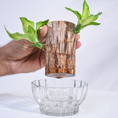 Brazilian Wood Plant