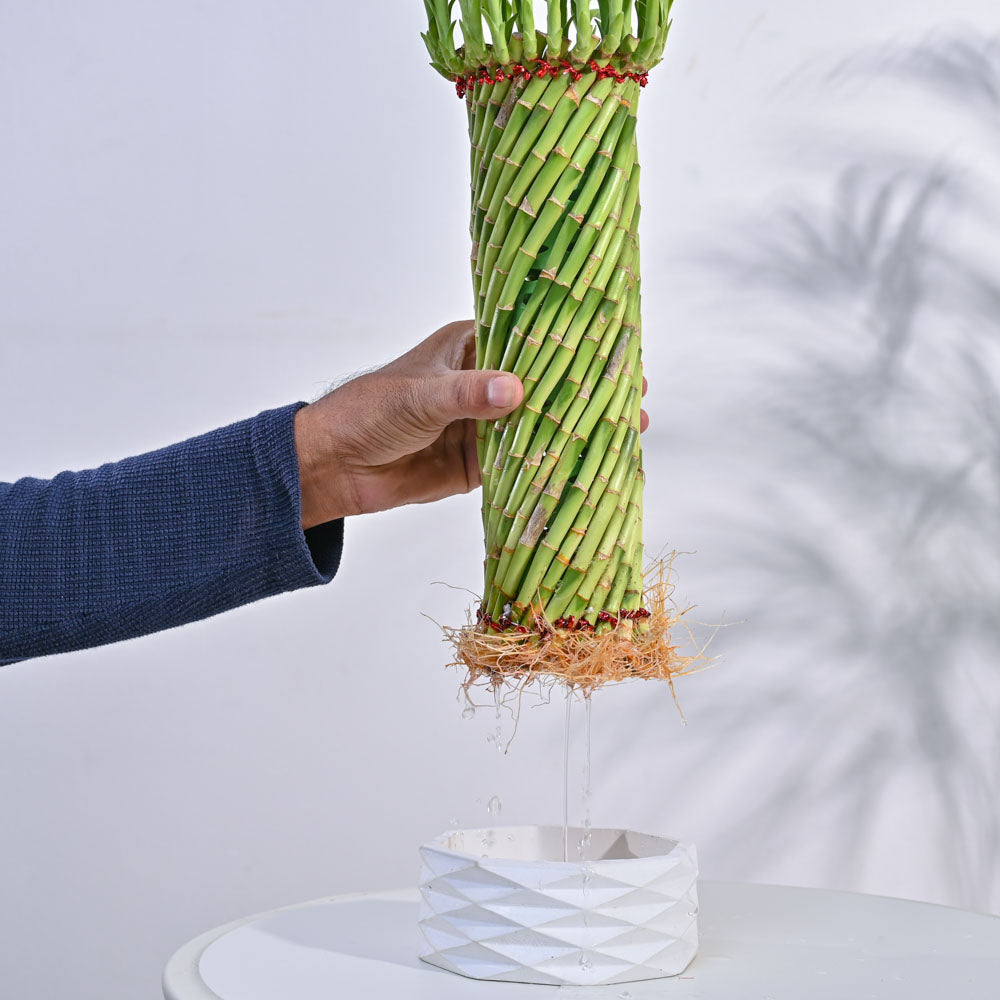 Lucky Wheel Bamboo Plant