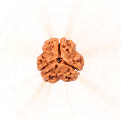 3 Mukhi Rudraksha ( Nepali )