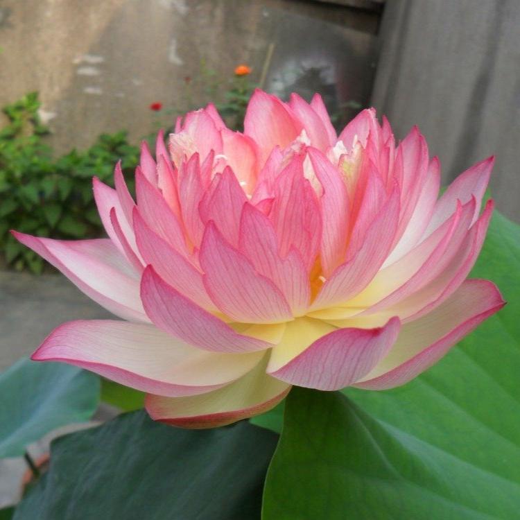 Bowl Lotus Pink & White Tubers Combo