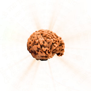 Ganesh 6 Mukhi Rudraksha (Nepali)