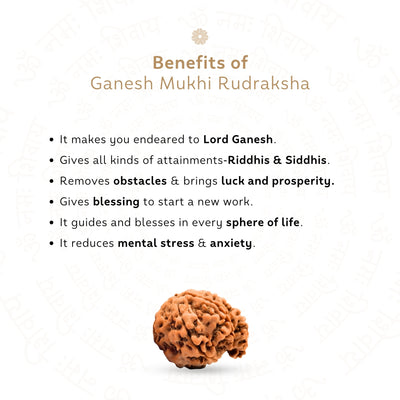 Ganesh 6 Mukhi Rudraksha (Nepali)