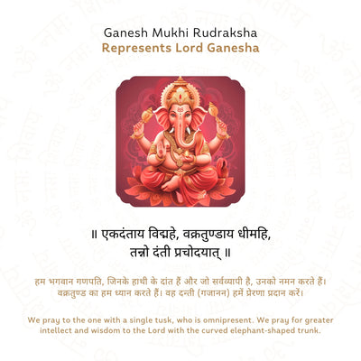 Ganesh 6 Mukhi Rudraksha (Nepali)