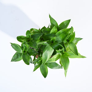 Lotus Lucky Bamboo 5 Sticks