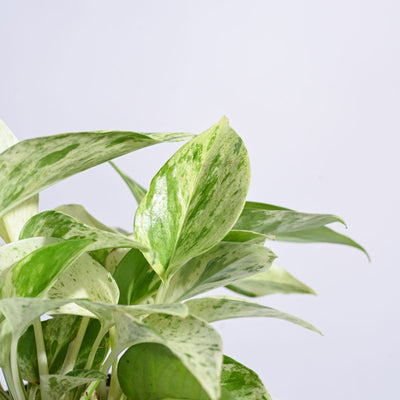 Money Plant Marble For Environment Day Gifting