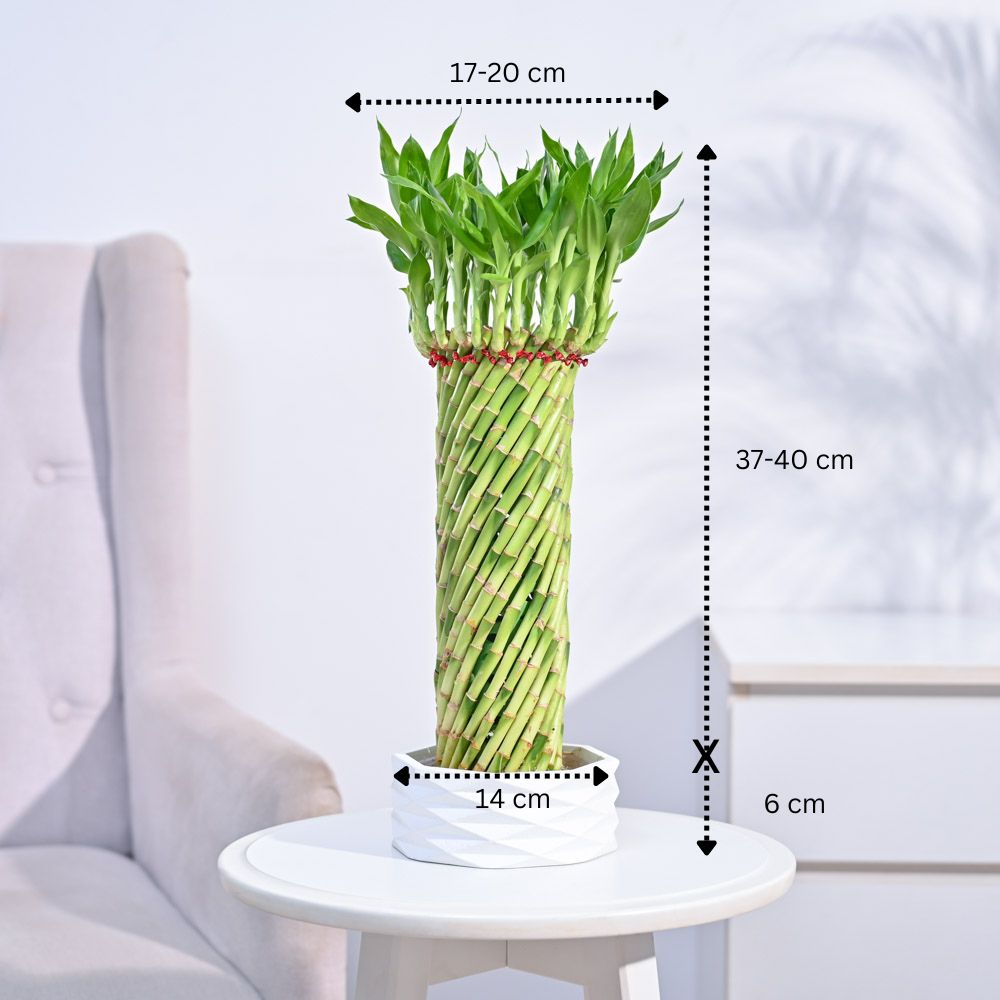 Lucky Wheel Bamboo Plant