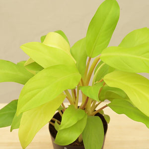Philodendron Ceylon Golden Plant For Environment Day Gifting