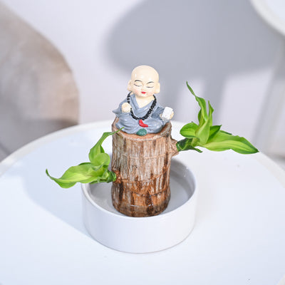 Brazilian Wood Plant