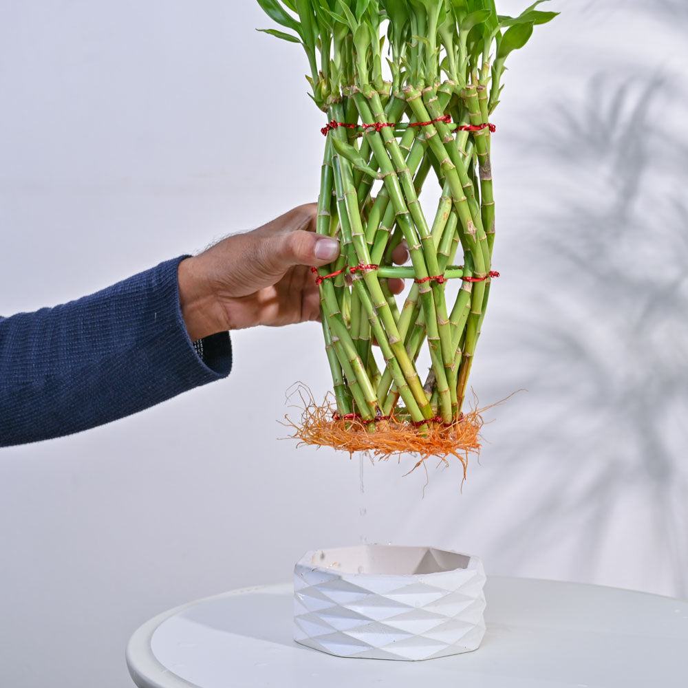 Pineapple Lucky Bamboo Plant