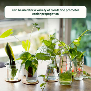 Lucky Bamboo Fertilizer