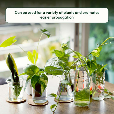 Lucky Bamboo Fertilizer