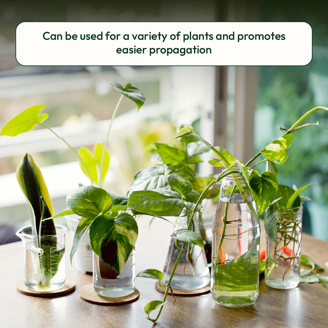 Lucky Bamboo Fertilizer