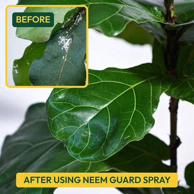 Neem Guard Ready to Use Neem Oil Spray - 500 ml