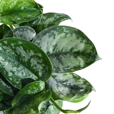 Money Plant Satin For Environment Day Gifting