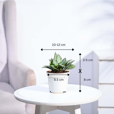 Euphorbia Francoisii Green