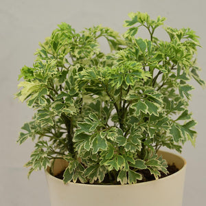 Aralia Variegated Mini Plant For Environment Day Gifting