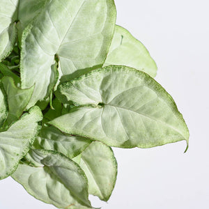 Syngonium White Butterfly Plant- Small For Environment Day Gifting