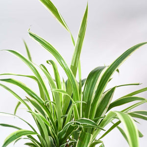 Spider Plant For Environment Day Gifting