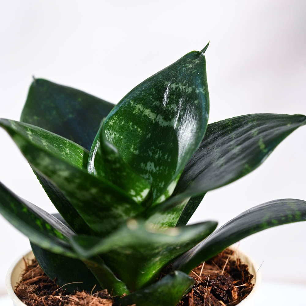 Snake Plant - Green For Environment Day Gifting