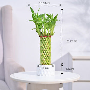 Lucky Wheel Bamboo Plant