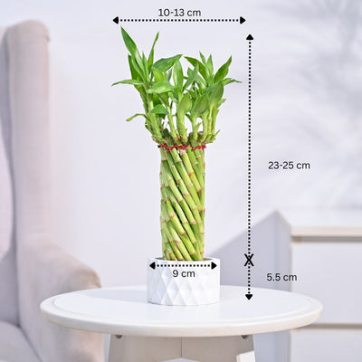 Lucky Wheel Bamboo Plant